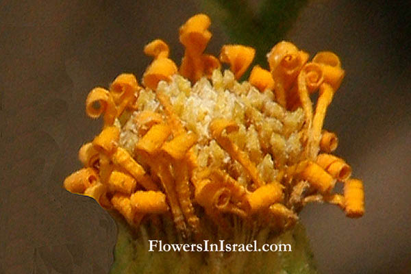 Heterotheca subaxillaris, Golden aster,  Camphorweed,הטרותיקת החולות