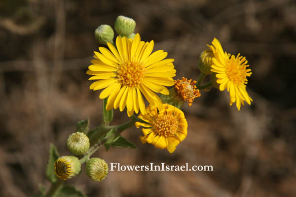 Heterotheca subaxillaris, Golden aster, Camphorweed,הטרותיקת החולות