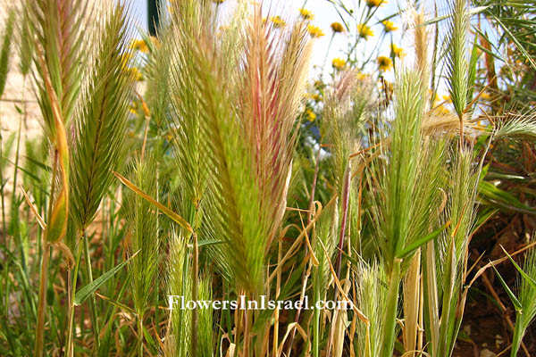 Hordeum glaucum, Hordeum leporinum, Hordeum murinum, Wall Barley, שעורה, شعر الدب