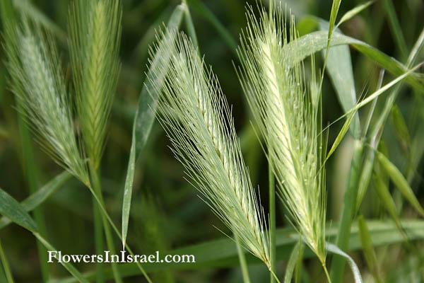  Hordeum vulgare,Common Barley, שעורה תרבותית Shavuot, Book of Ruth, seven species