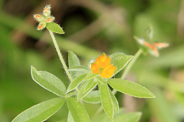 Hymenocarpos circinnatus, Hymenocarpus circinnatus, Disk Trefoil, כליינית מצויה 