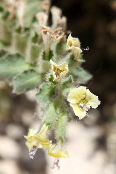 Hyoscyamus desertorum, Hyoscyamus albus desertorum, Desert henbane, שיכרון  البنج الصحراوي, המדבר ,שיכרון מדברי