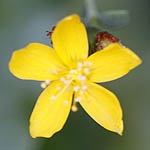 Hypericum thymifolium, Hypericum serpyllifolium, Thyme-leaved St. John's Wort, פרע קטן-עלים, ישראל, פרחים, פרחי בר, פרחים צהובים