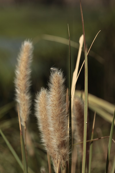 Imperata cylindrica, Woolly grass, Cogon grass, Sharp grass, משיין גליליני, deil el-qott, halfa, silla