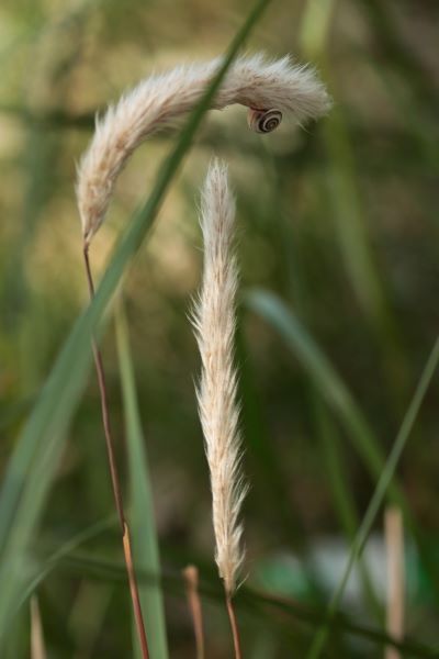 Imperata cylindrica, Woolly grass, Cogon grass, Sharp grass, משיין גליליני, deil el-qott, halfa, silla