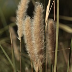 Imperata cylindrica, Woolly grass, Cogon grass, Sharp grass, משיין גליליני, deil el-qott, halfa