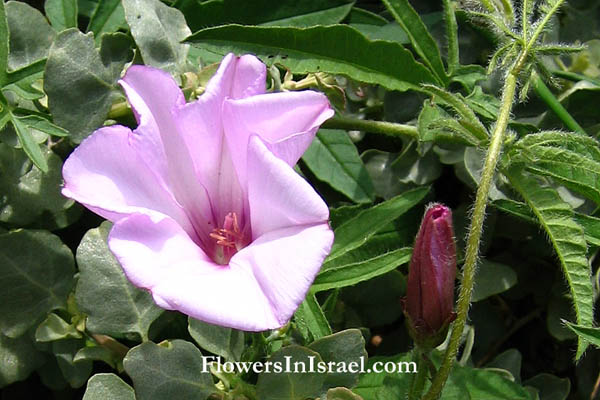 Flora, Israel, Wildflowers