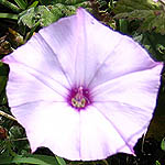 Ipomoea cairica, Israel wildflowers, Violet Flowers