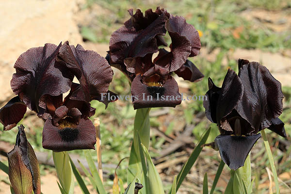 Iris atrofusca,Iris loessicola, Dark-brown iris, Gilead iris, سوسن جلعاد - كحيلة الكلب,אירוס שחום