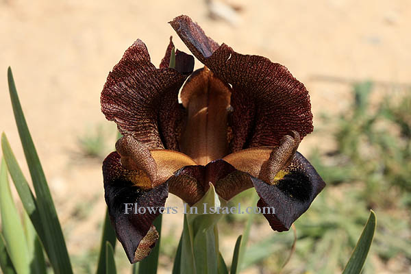 Dudaim Forest, Goral Hills,Iris atrofusca,Iris loessicola, Dark-brown iris, Gilead iris, אירוס שחום 