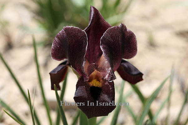 Dudaim Forest, Goral Hills,Iris atrofusca,Iris loessicola, Dark-brown iris, Gilead iris, אירוס שחום 