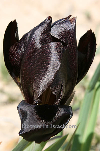 Dudaim Forest, Goral Hills,Iris atrofusca, Dark-brown iris, Gilead iris, אירוס שחום 