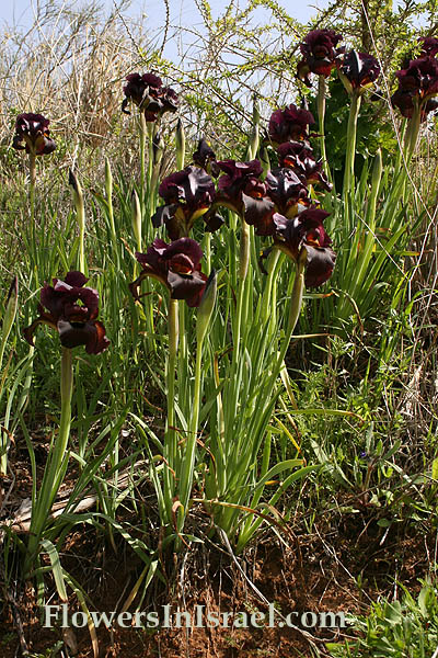 Iris atropurpurea, Coastal Iris, السوسن، آحيلة الكلب, איריס הארגמן