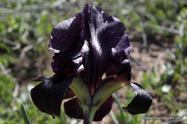 Iris atropurpurea, Coastal Iris, السوسن، آحيلة الكلب, איריס הארגמן