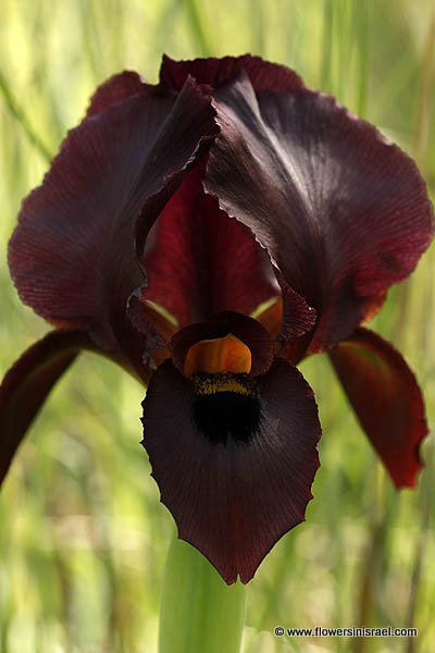 Iris atropurpurea, Coastal Iris, السوسن، آحيلة الكلب, איריס הארגמן