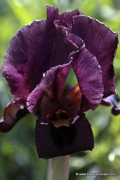 Iris atropurpurea, Coastal Iris, السوسن، آحيلة الكلب, איריס הארגמן