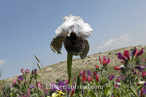 Iris bismarckiana, Iris nazarena, Nazareth Iris, אירוס נצרתי