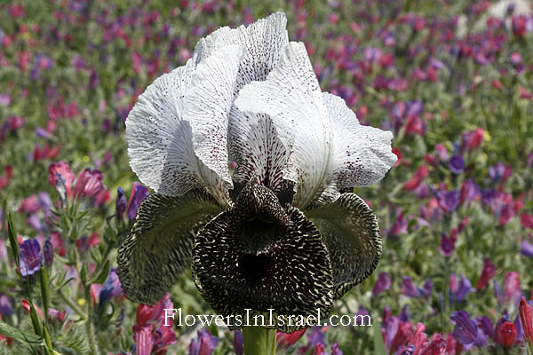 Iris bismarckiana, Iris nazarena, Nazareth Iris, אירוס נצרתי