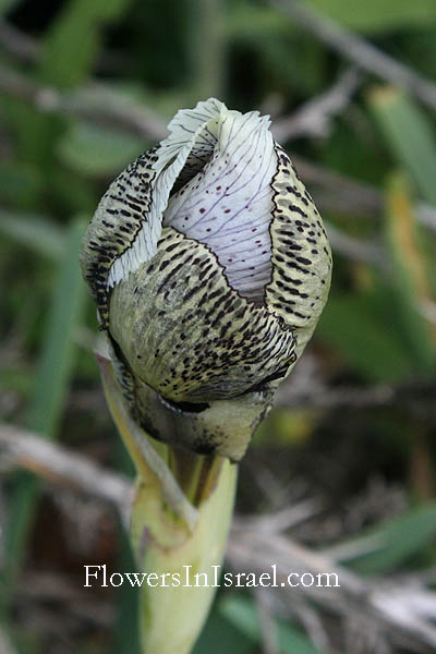 Iris bismarckiana, Iris nazarena, Nazareth Iris,  
سوسن الناصرة, אירוס נצרתי,Givat-Hamoreh, Hamoreh Hill, Little Hermon - Nebi Dahi, נבי דחי