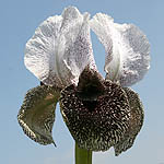 Iris bismarckiana, Israel wildflowers, Violet Flowers