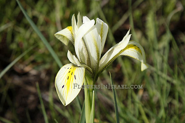 Iris grant-duffii, Iris melanosticta, Grant Duff's Iris, Jaffa Iris, אירוס הביצות, سوسن المستنقعات 