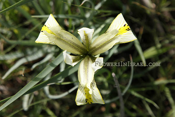 Iris grant-duffii, Iris melanosticta, Grant Duff's Iris, Jaffa Iris,سوسن المستنقعات,אירוס הביצות 