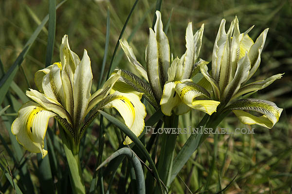 Iris grant-duffii, Iris melanosticta, Grant Duff's Iris, Jaffa Iris, سوسن المستنقعات,אירוס הביצות 