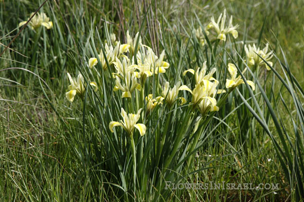 Iris grant-duffii, Iris melanosticta, Grant Duff's Iris, Jaffa Iris, אירוס הביצות, سوسن المستنقعات 