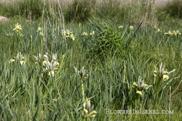 Flora of Israel online