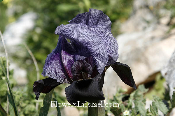  Iris haynei, Gilboa iris, פרחים וצמחי בר בארץ ישראל: אירוס הגלבוע