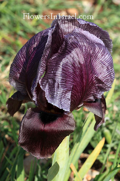 Iris haynei, Gilboa iris, אירוס הגלבוע 