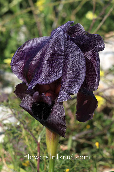 Iris haynei, Gilboa iris, אירוס הגלבוע 