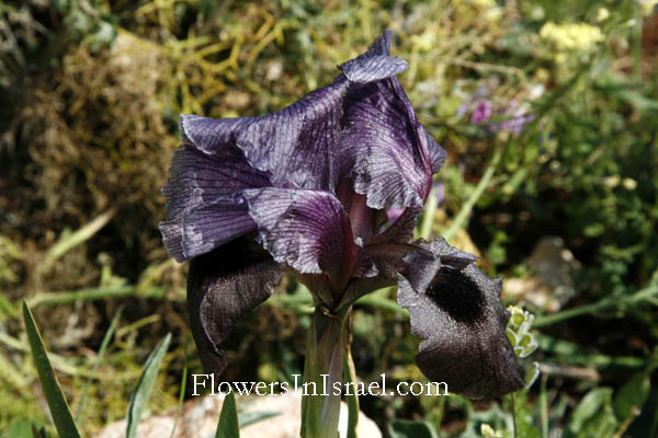 Iris haynei, Gilboa iris, אירוס הגלבוע 