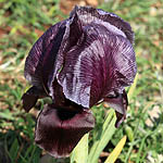 Iris haynei, Israel, Purple Flowers