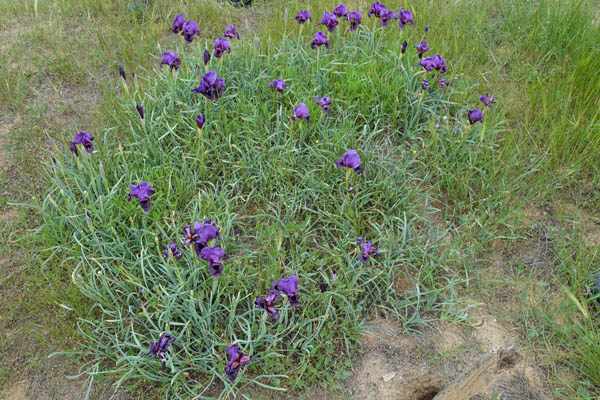 Iris mariae, Iris barnumiae var. mariae, איריס הנגב, السوسن البحري
