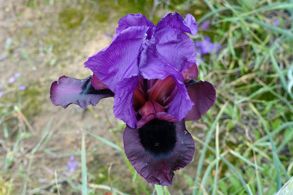 Iris mariae, Iris barnumiae var. mariae,Mary's iris, איריס הנגב, سوسن النقب