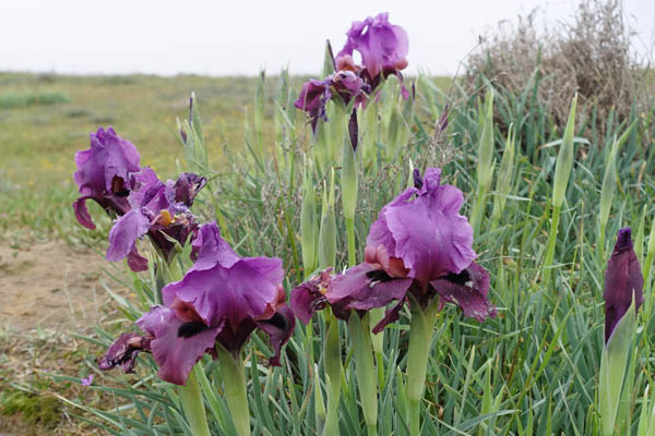 Iris mariae, Iris barnumiae var. mariae, איריס הנגב, السوسن البحري 