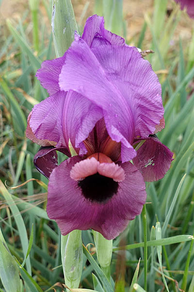 Iris mariae, Iris barnumiae var. mariae, איריס הנגב, السوسن البحري 
