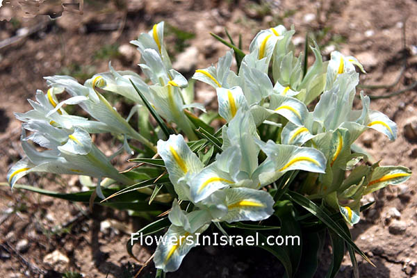 Iris palaestina, Palestine Iris, السوسن الفلسطيني,אירוס ארץ-ישראלי