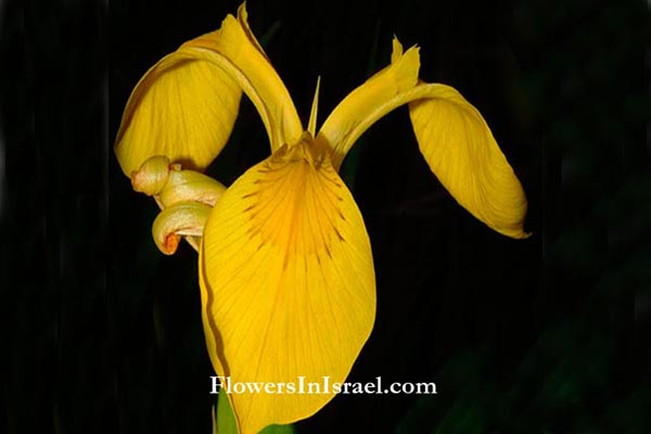 Iris pseudacorus, Yellow iris, Yellow Waterflag,Jacob's sword, السوسن الشمالي الكاذب,אירוס ענףs