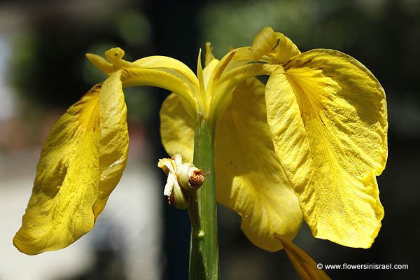 Iris pseudacorus, Yellow iris, Yellow Waterflag,Jacob's sword, אירוס ענף, السوسن الشمالي الكاذب