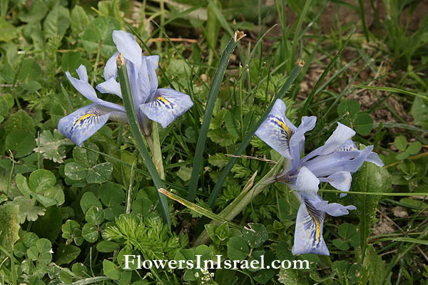 Wild Flowers of Israel, Flora en Israel