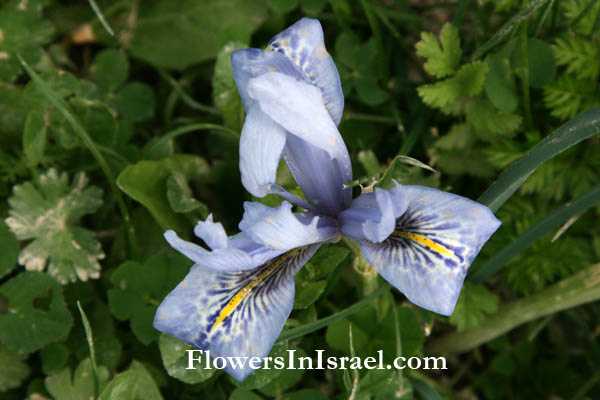 Betah Mountain, Ein Yaakov, Ain Yakov,Iris vartanii Foster, Vartan's Iris, السوسن الفارتاني ,אירוס הסרגל