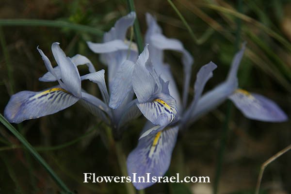 פרחים וצמחי בר בארץ ישראל