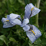 Iris vartanii, Israel, Light Blue Flowers
