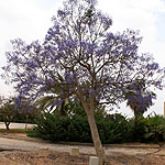Jacaranda acutifolia, Israel, Flora, Flowers, Plants