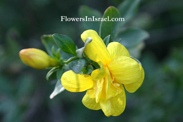 Flowers of Israel (Israel wildflowers and nativeplants)