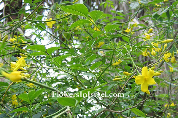 Jasminum fruticans, Bush Jasmine,الياسمين الشجيري ,יסמין שיחני