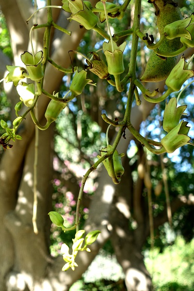 Kigelia africana, Crescentia pinnata, Kigelia pinnata, Sausage tree, קיגליה מנוצה,  كجلة أفريقية 