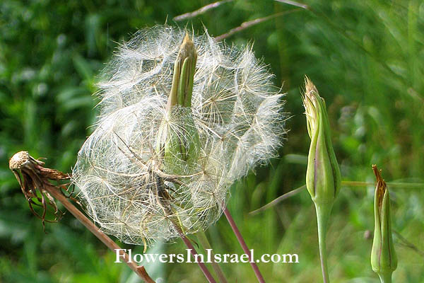 Lactuca serriola, Lactuca scariola,Prickly lettuce, Scarole, Broom lettuce,کاهوئک ,חסת המצפן